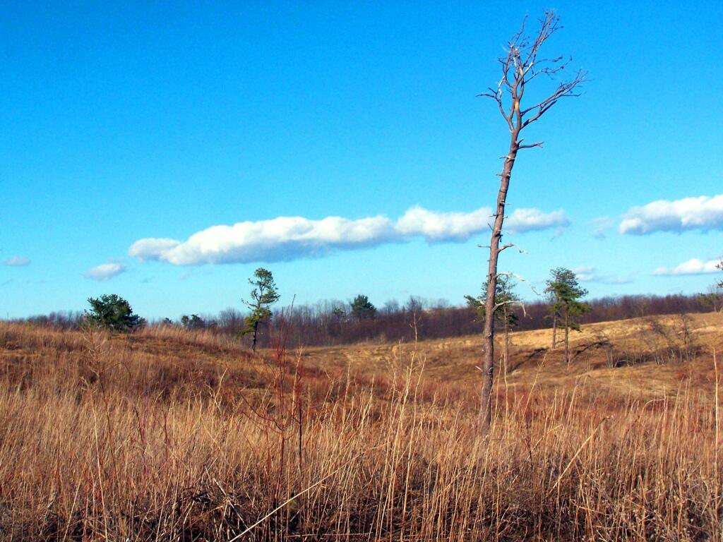 Photo: Recently Cleared Sand Dunes