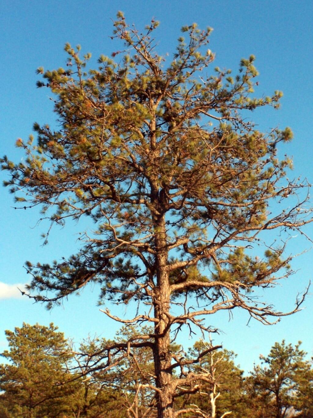 Photo: Pitch Pines Along the Trail