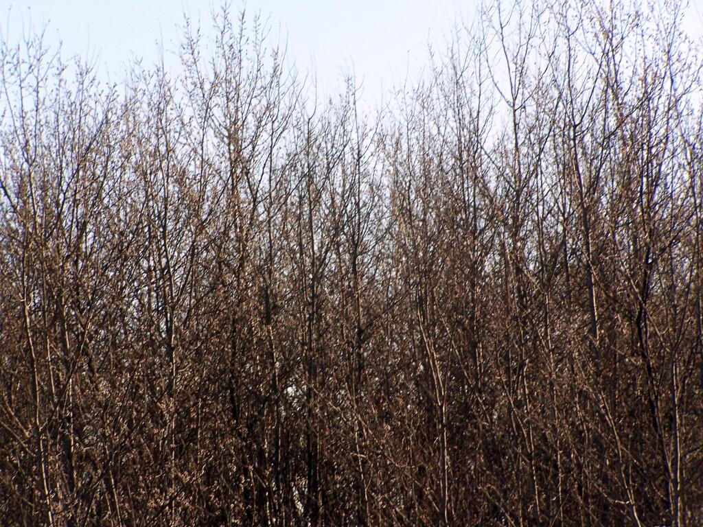Photo: Tree Sappling Along Unrestored Pine Bush