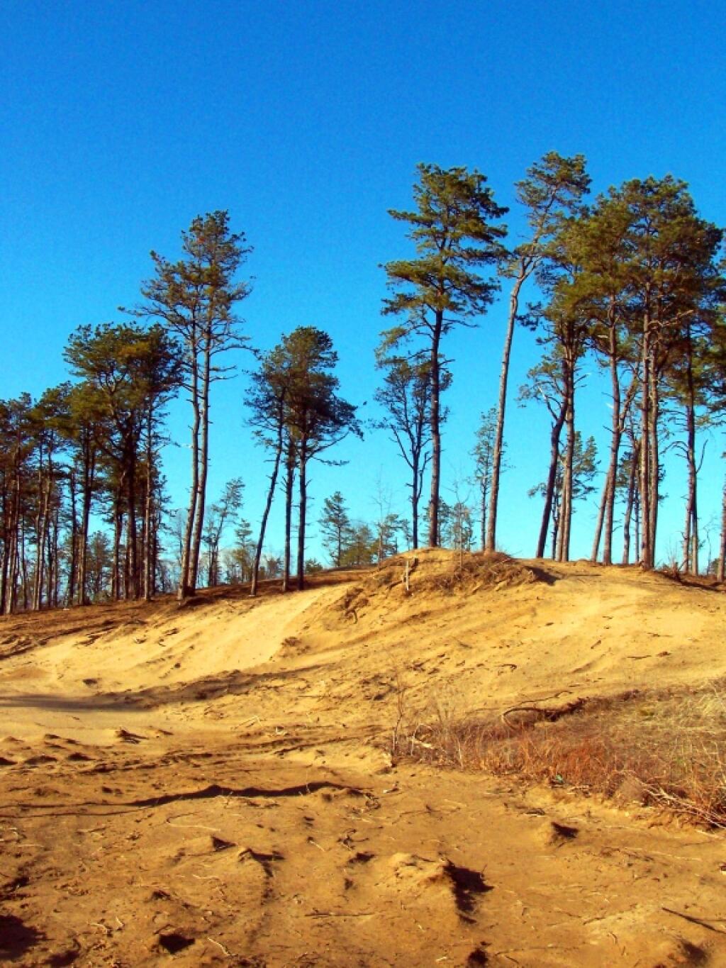 Photo: Sand Dunes Under Restoration