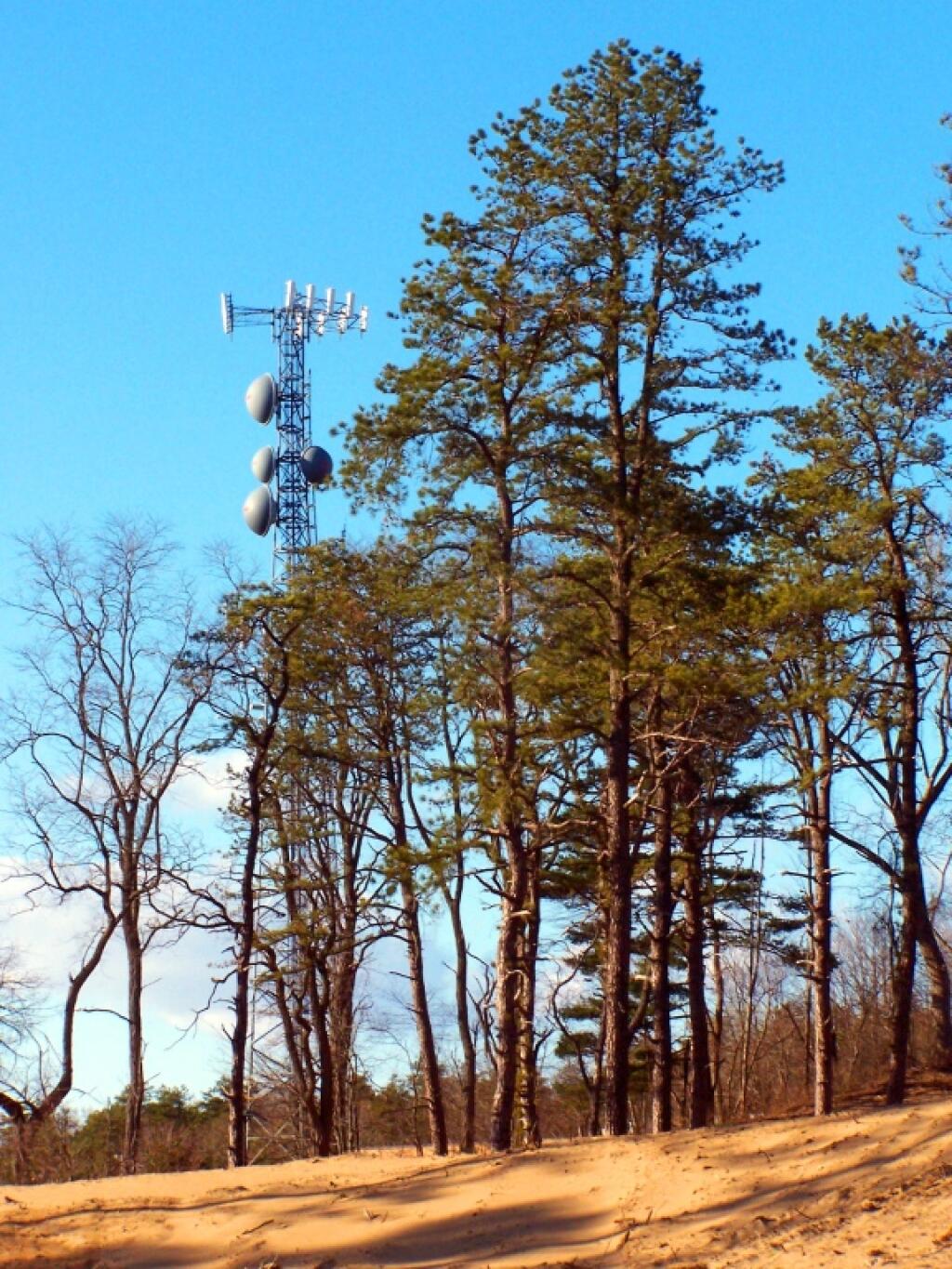 Photo: Aliens Invade the Pine Bush Photo: Aliens Invade the Pine Bush