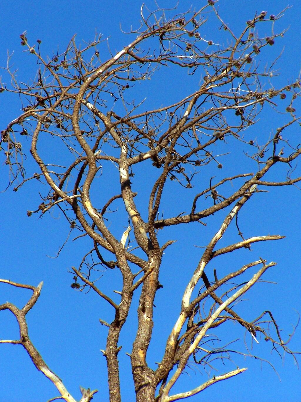 Photo: Dead Pitch Pine