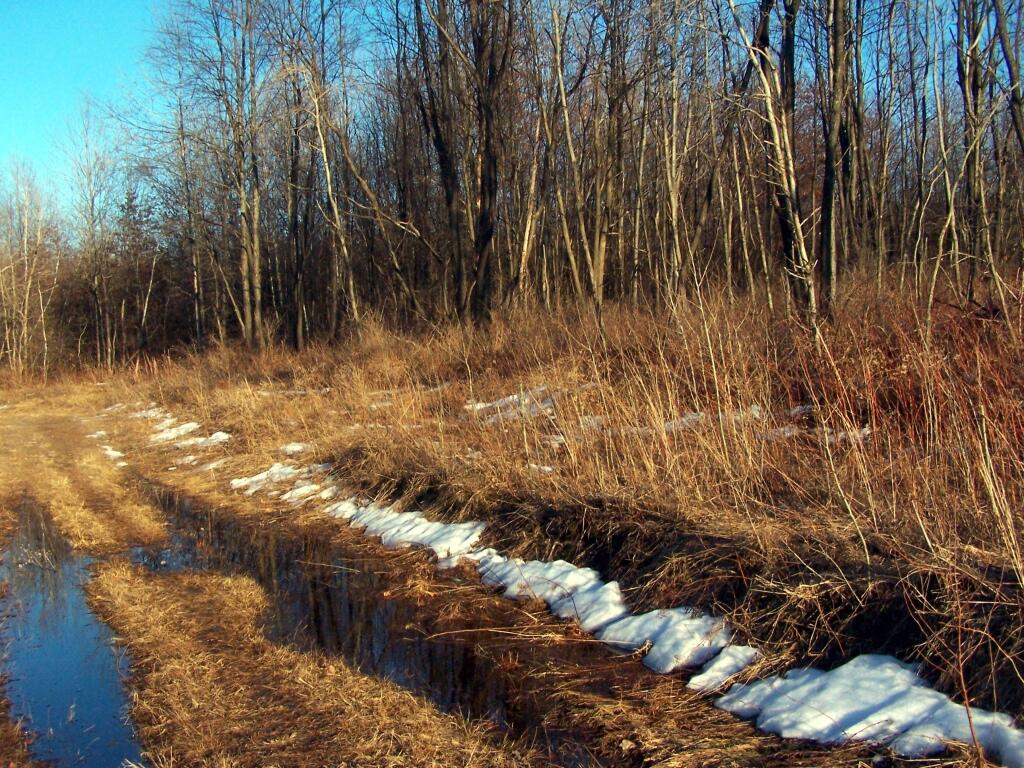 Photo: Rutted Path