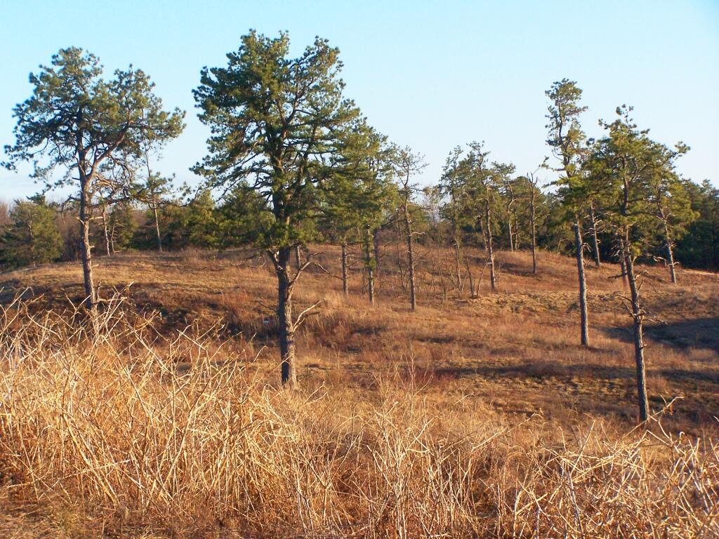 Photo: Open Pine Bush