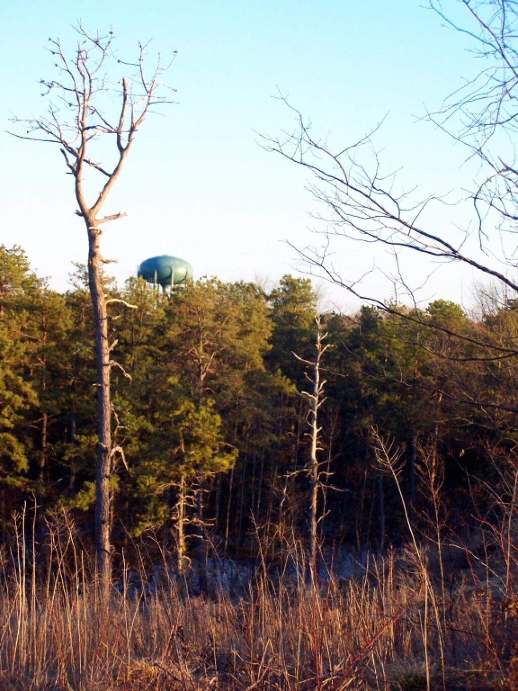 Photo: Another Alien Invader in the Pine Bush