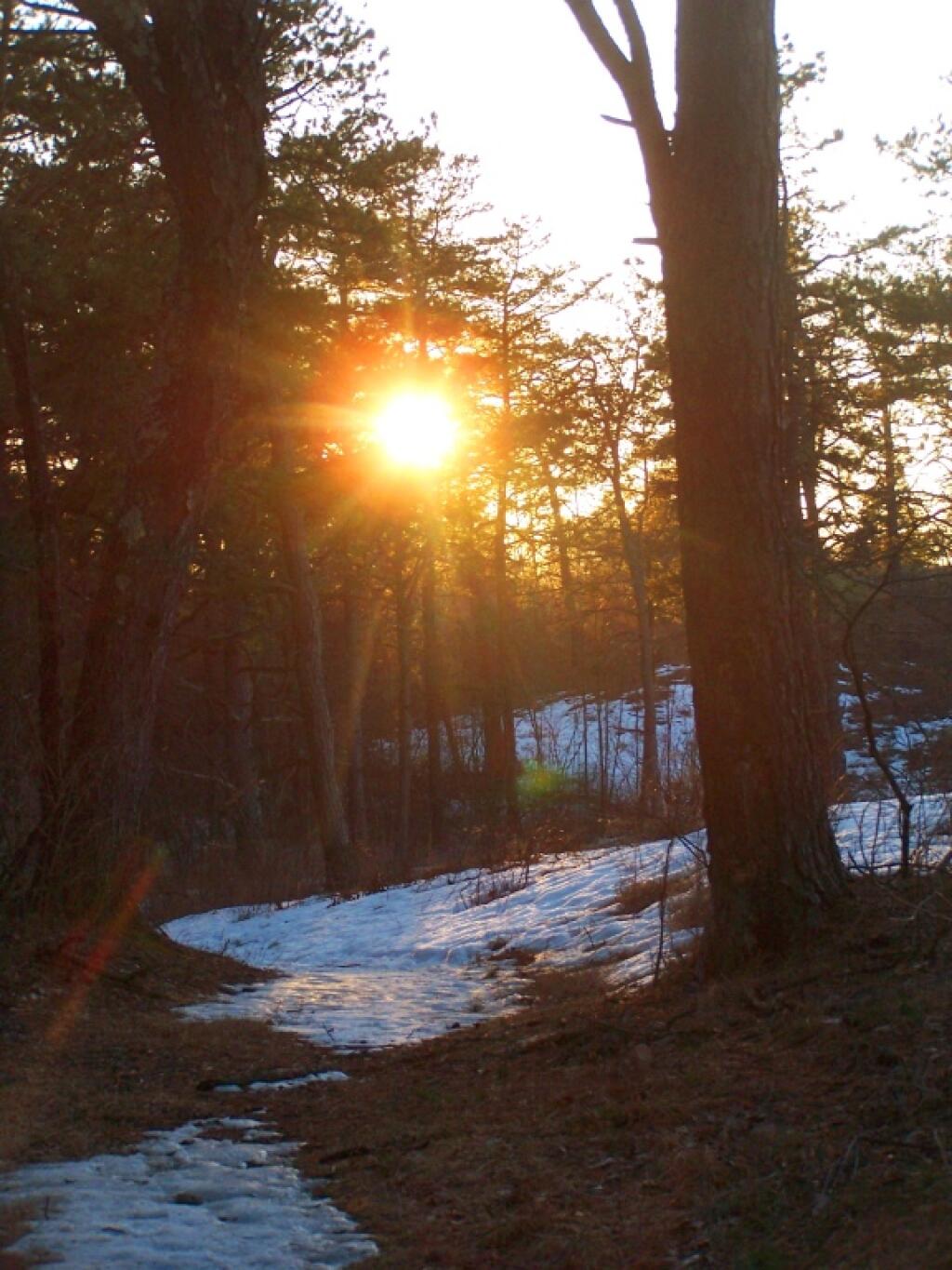 Photo: Setting Sun Through the Trees