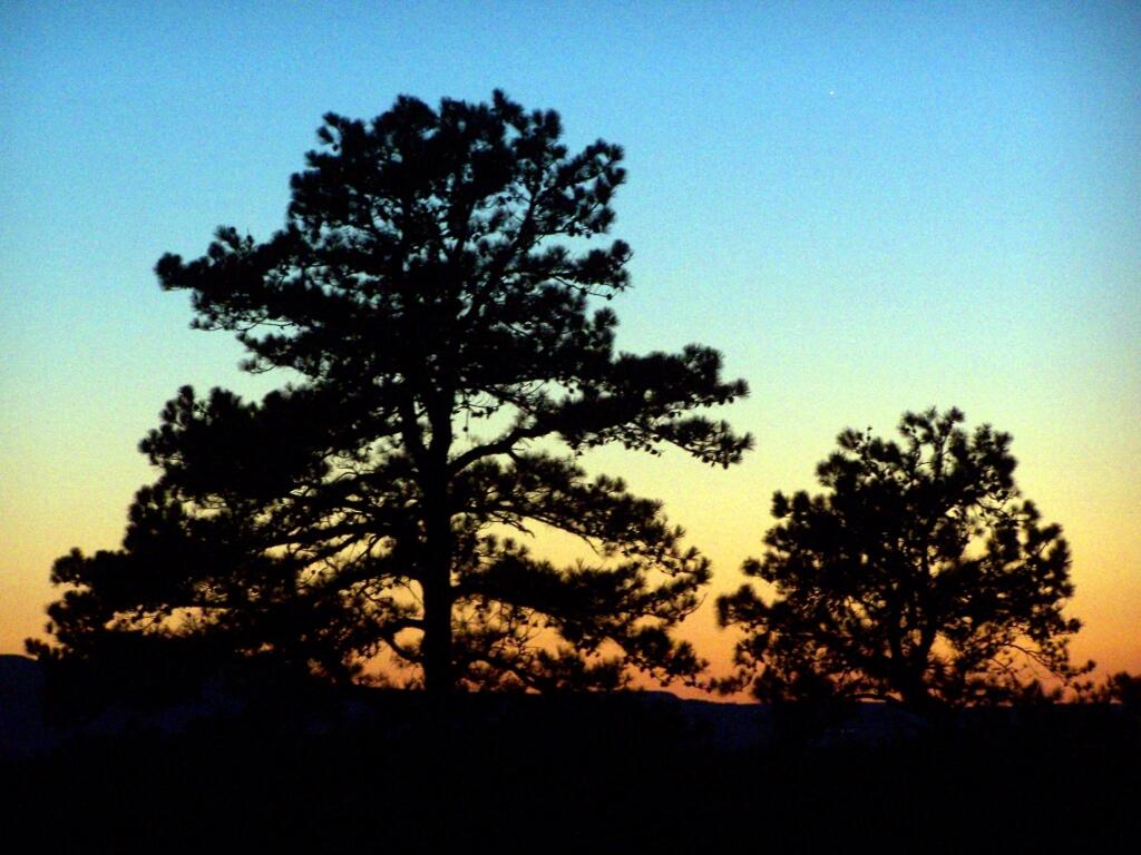 Photo: Pitch Pines Silloute
