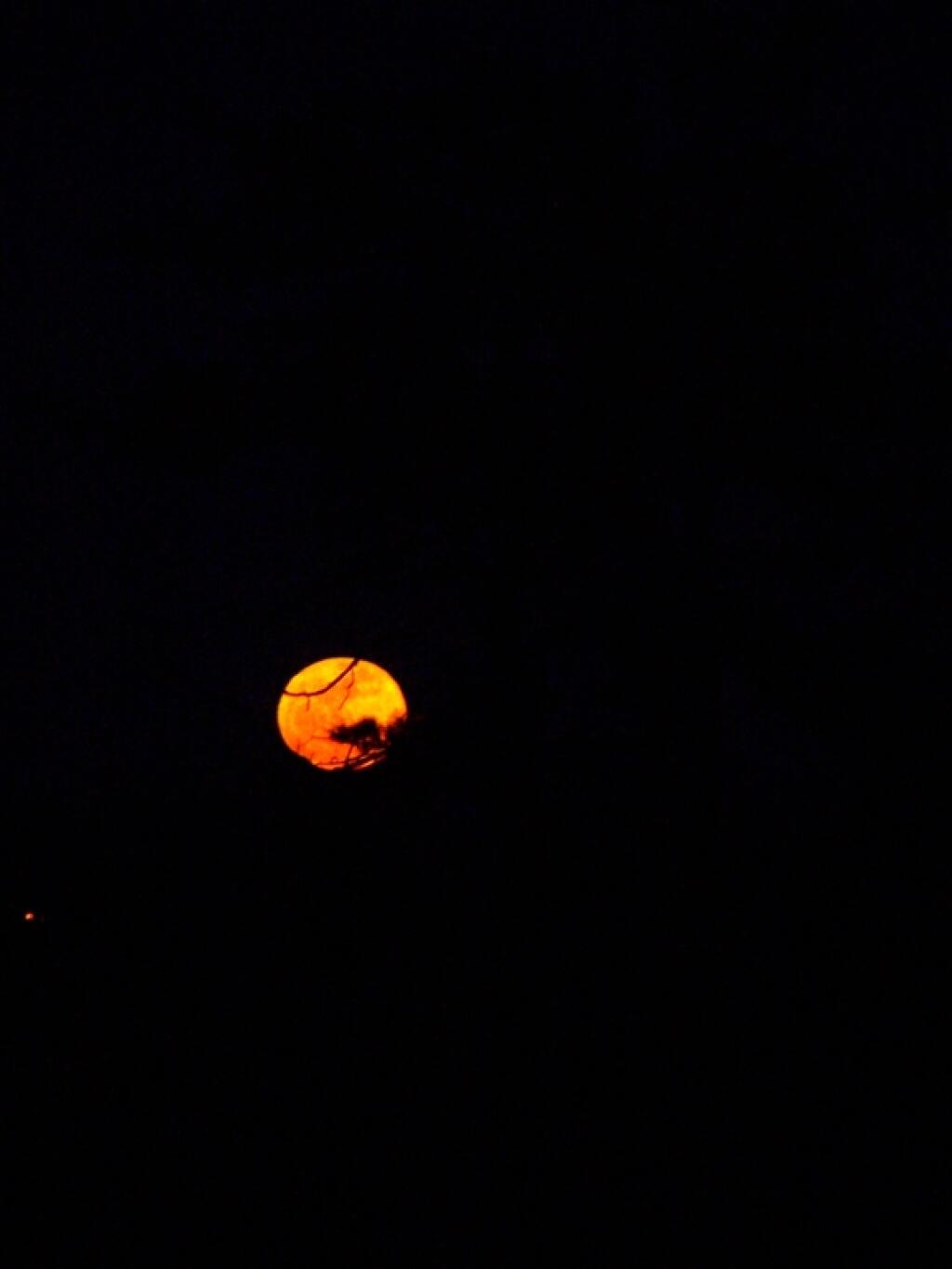 Photo: Moon In Front of Pitch Pine