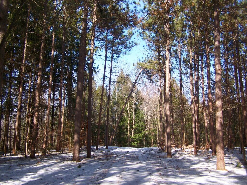 Photo: Magnificent White Pine Stand Photo: Magnificent White Pine Stand