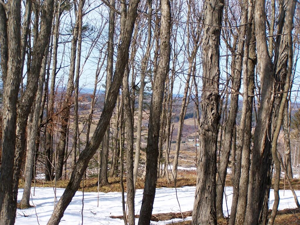 Photo: Proceeding to the Clear Cut