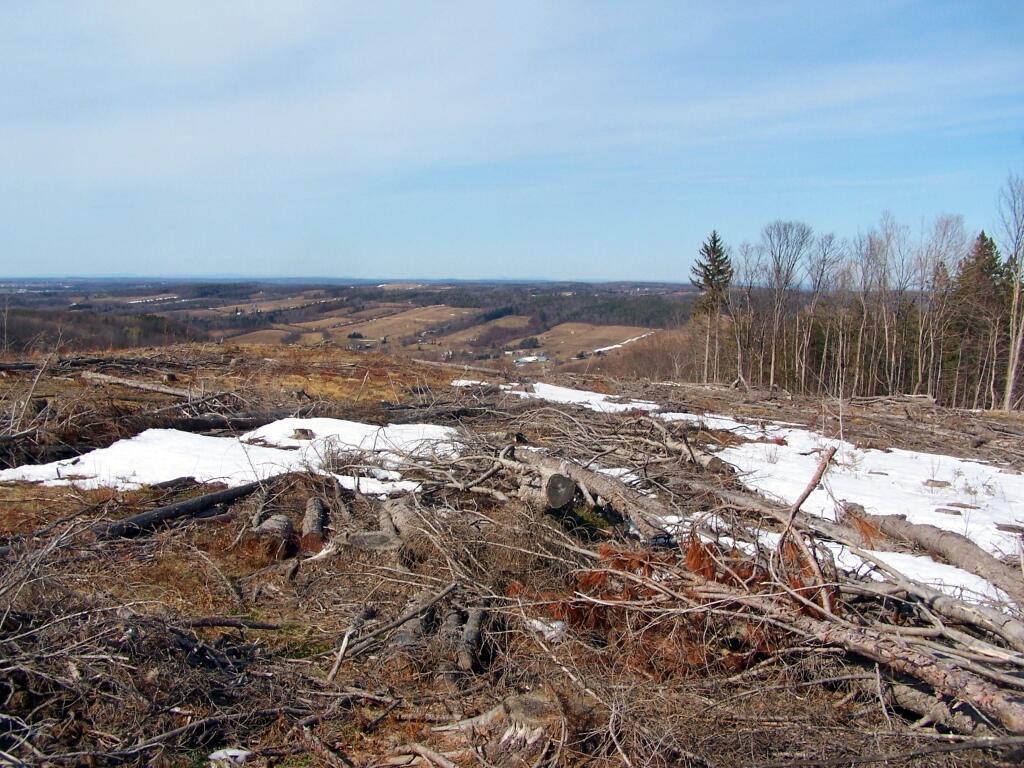 Photo: Clear Cut