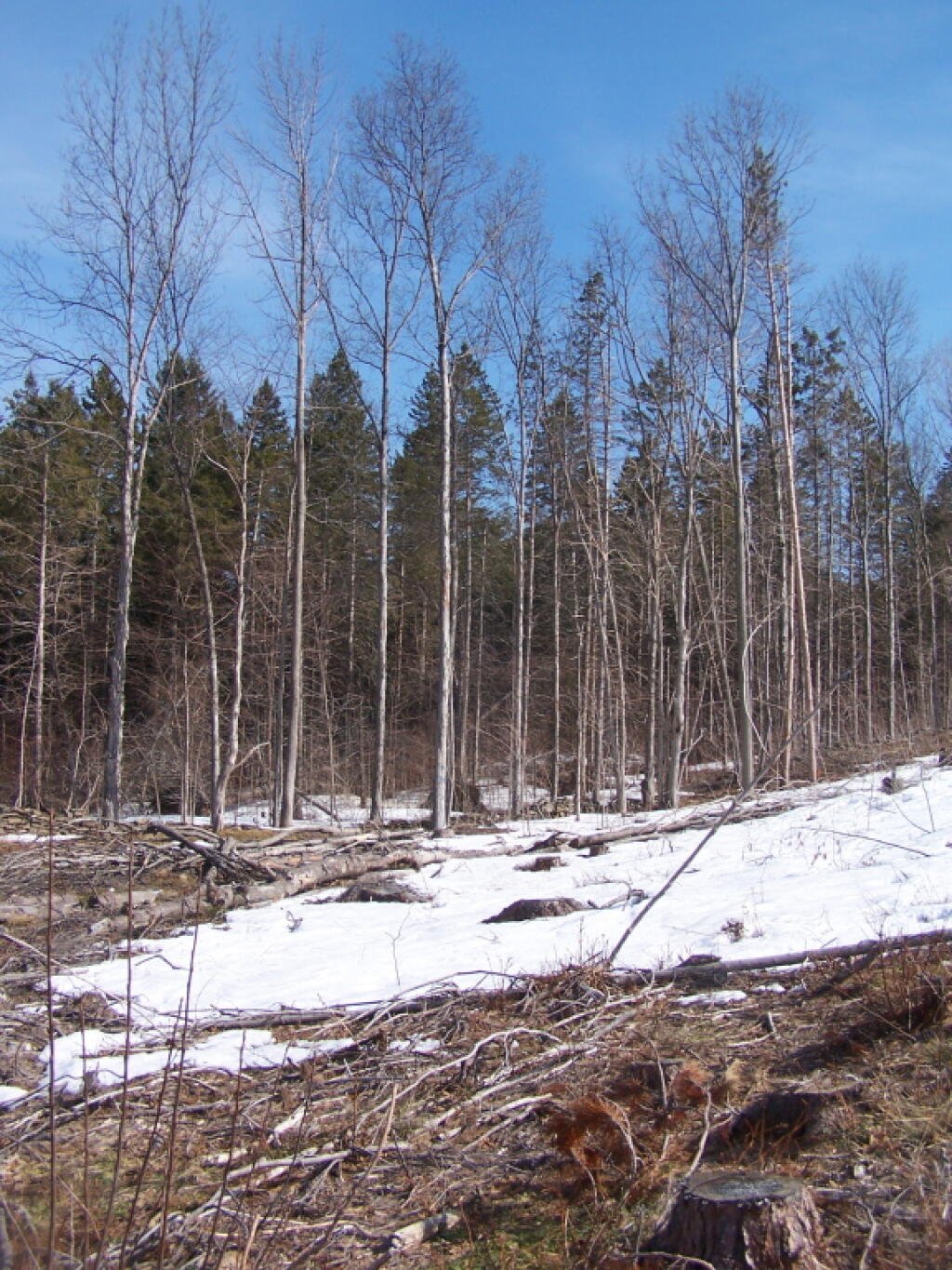 Photo: Trees Along the Clear Cut