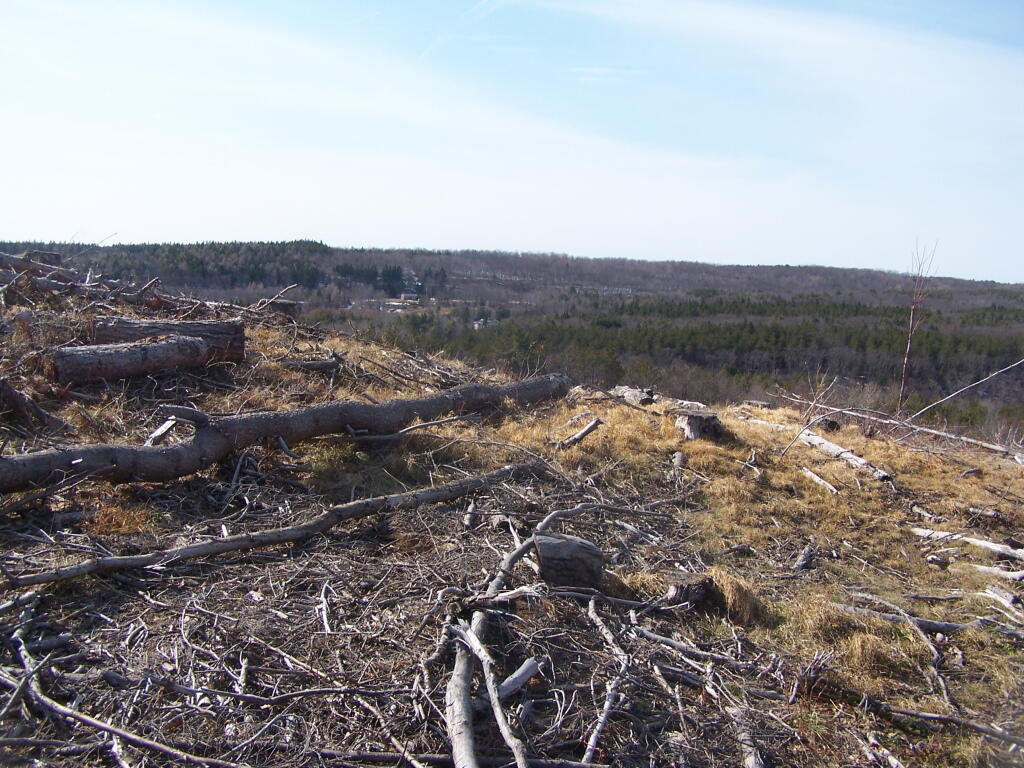 Photo: Another View of Timbered Lands