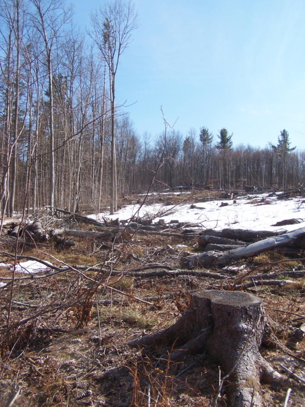 Photo: Stump Photo: Stump