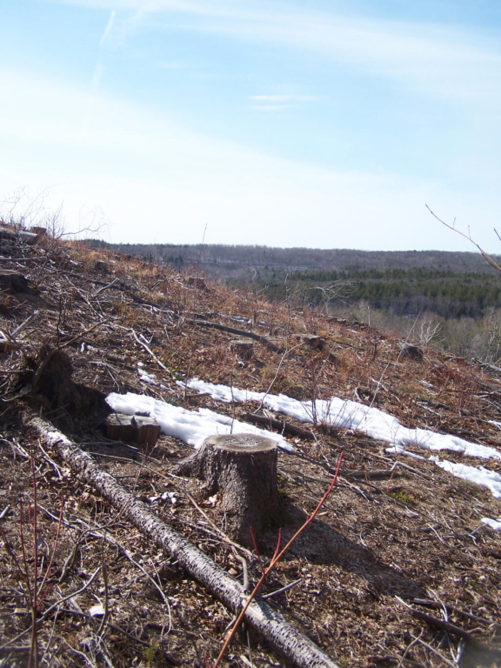 Photo: West Across the Clear Cut