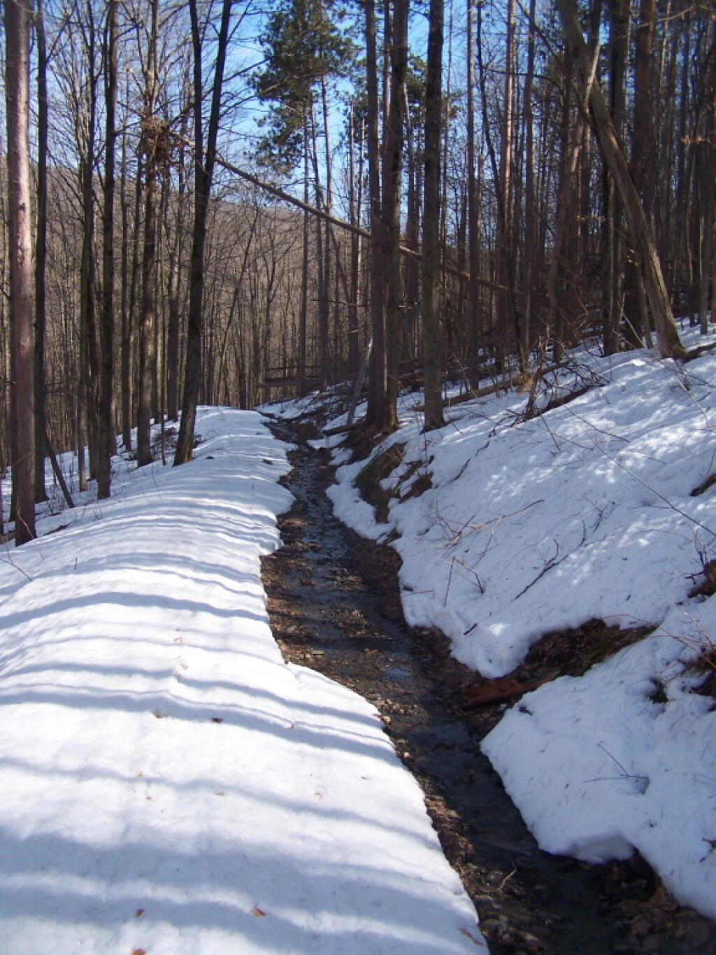 Photo: Snowmelt Along Truck Trail Photo: Snowmelt Along Truck Trail