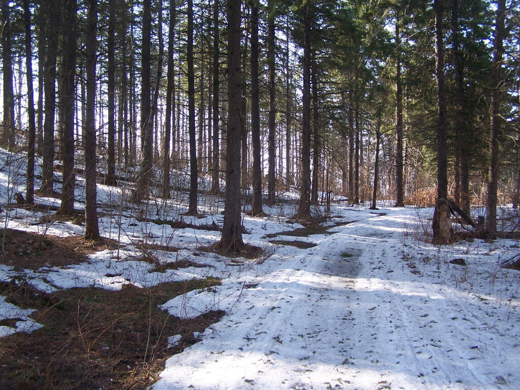 Photo: Light Filters In Through White Pines Photo: Light Filters In Through White Pines