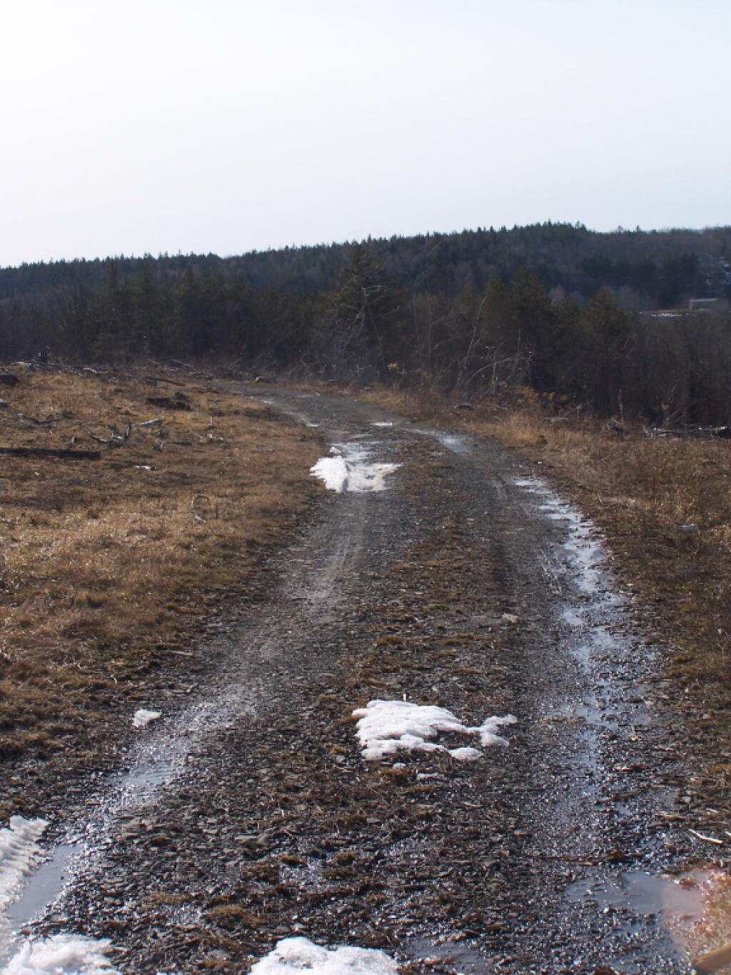 Photo: Truck Trail Crosses the Clear Cut