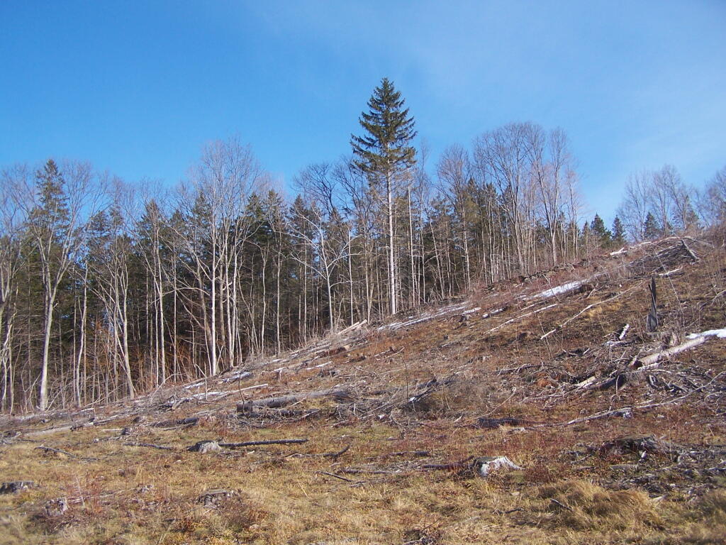 Photo: Looking Up Clear Cut Hill