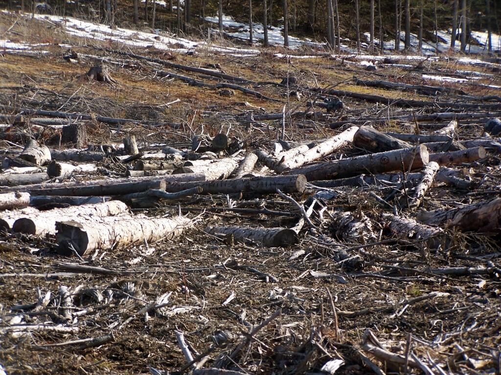 Photo: Haul Logs Photo: Haul Logs