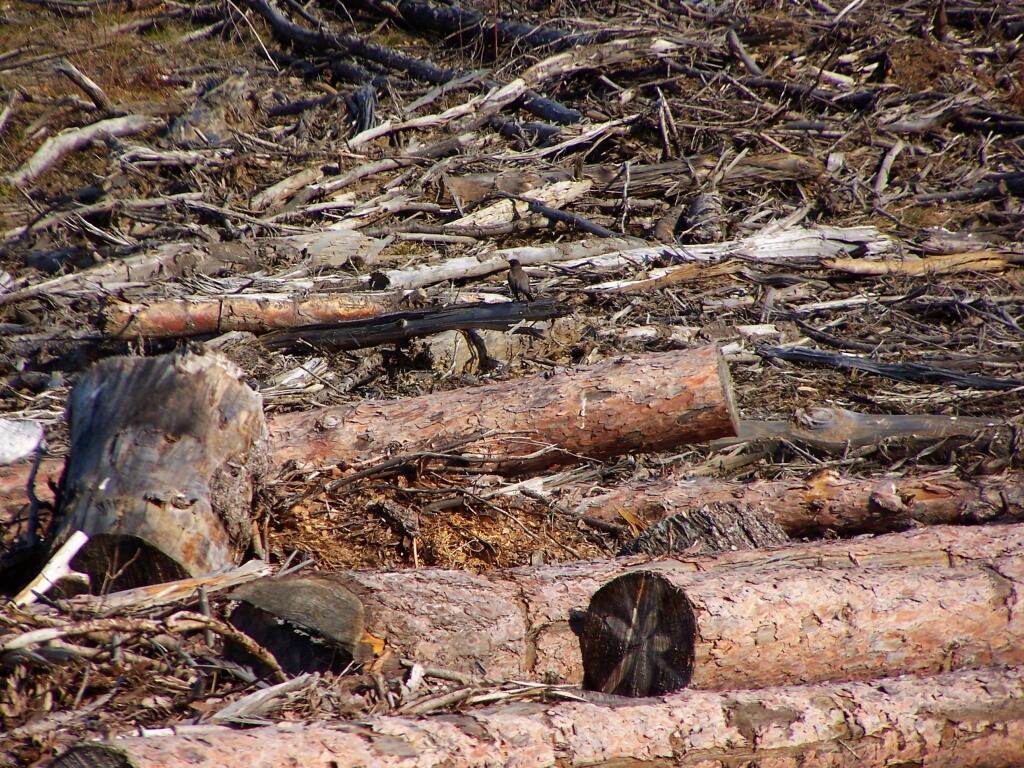 Photo: Logs, Stumps, and Logging Trash