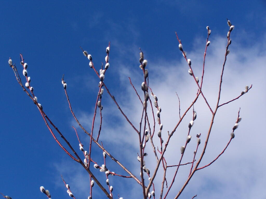 Photo: Pussy Willows