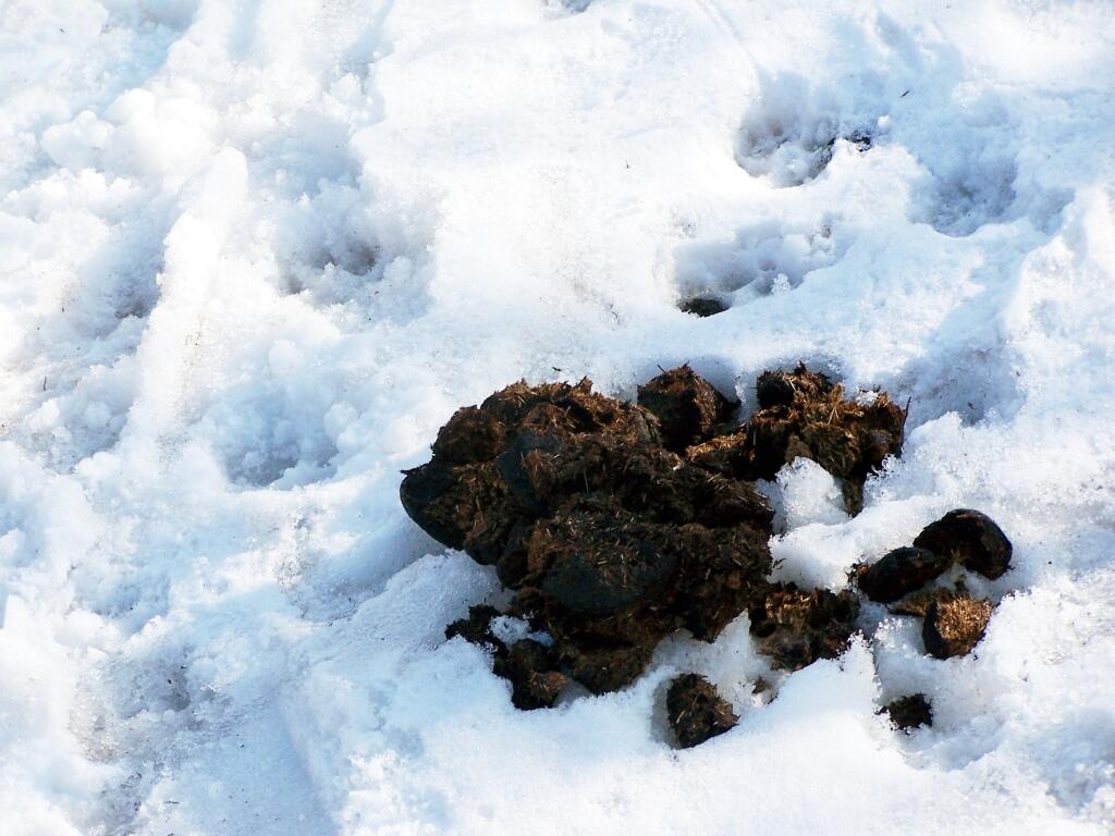 Photo: Horse Manure on Trail
