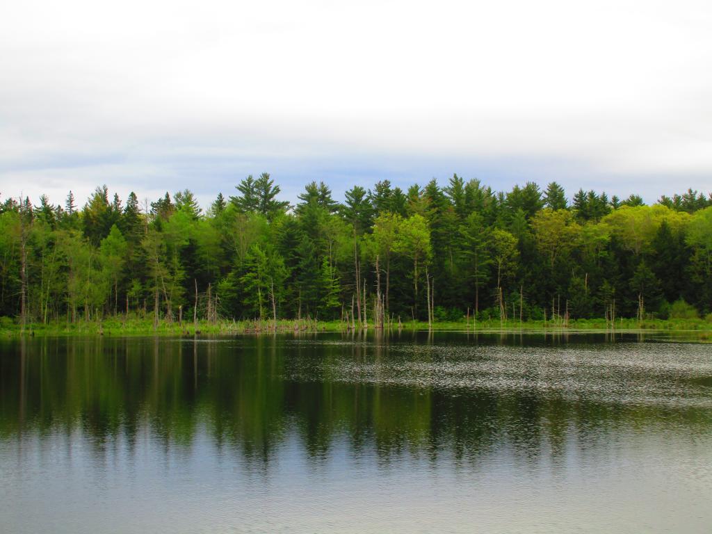 Photo: Cool Gray Day at Duck Pond Photo: Cool Gray Day at Duck Pond