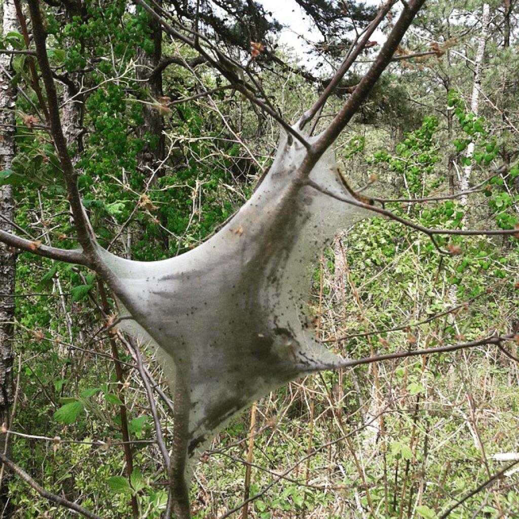 Photo: Tent Caterpillars