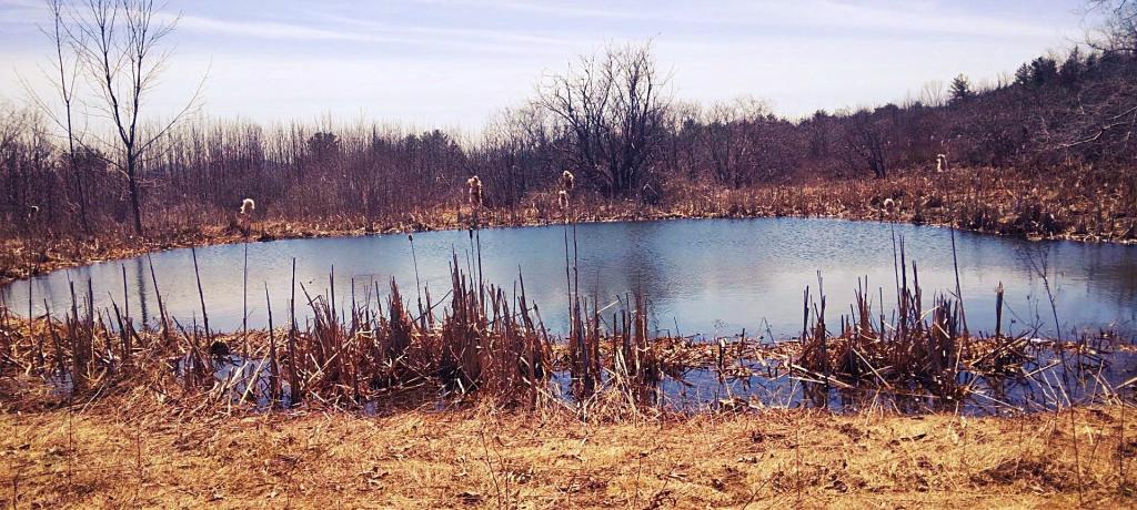 Photo: Another smaller pond at the New State Forest Parcel