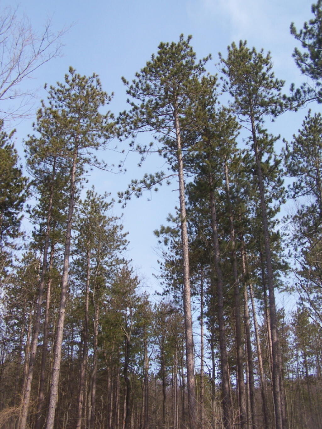 Photo: Tall White Pines