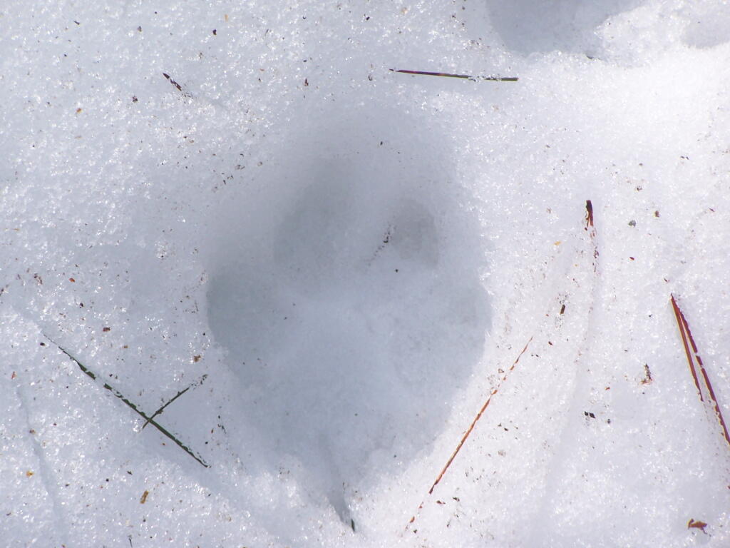 Photo: Bear Print Photo: Bear Print