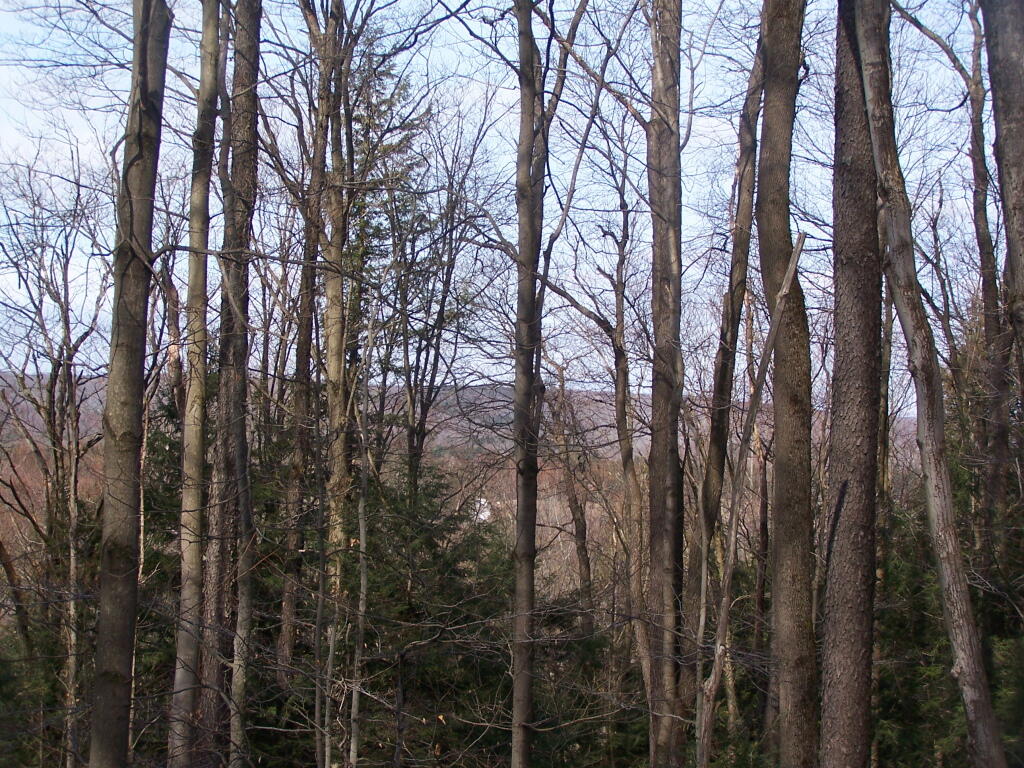 Photo: Peering Down Into Beaver Creek Valley Photo: Peering Down Into Beaver Creek Valley