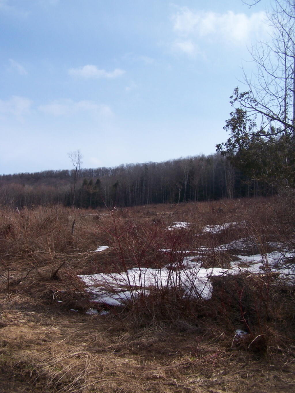 Photo: Clear Cut Photo: Clear Cut