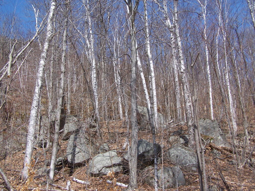 Photo: Looking Up Little 13th Mountain Photo: Looking Up Little 13th Mountain