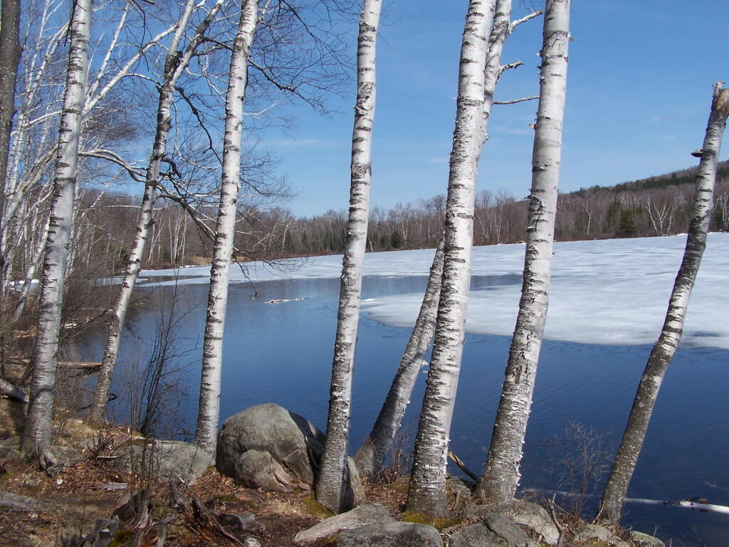 Photo: White Birch