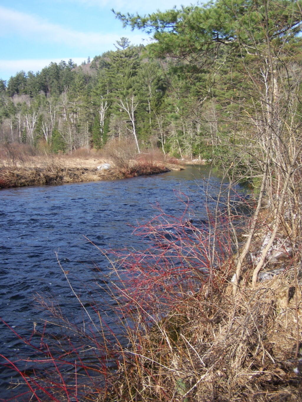 Photo: Along Edge of East Branch