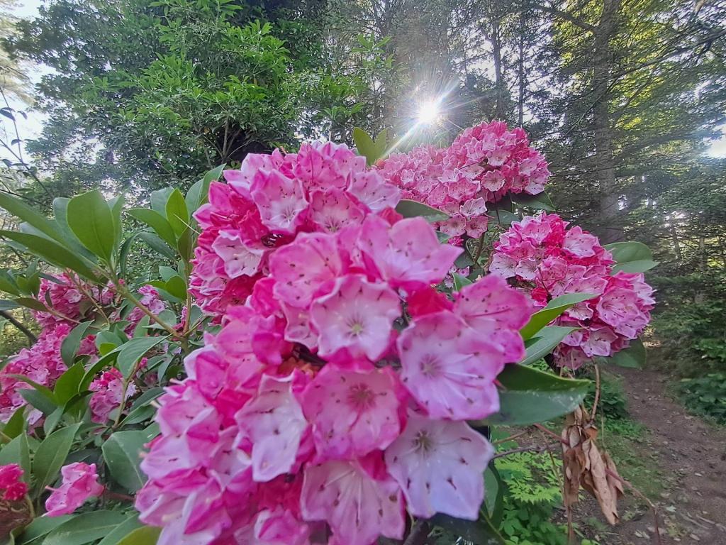 Photo: Mountain Laurel