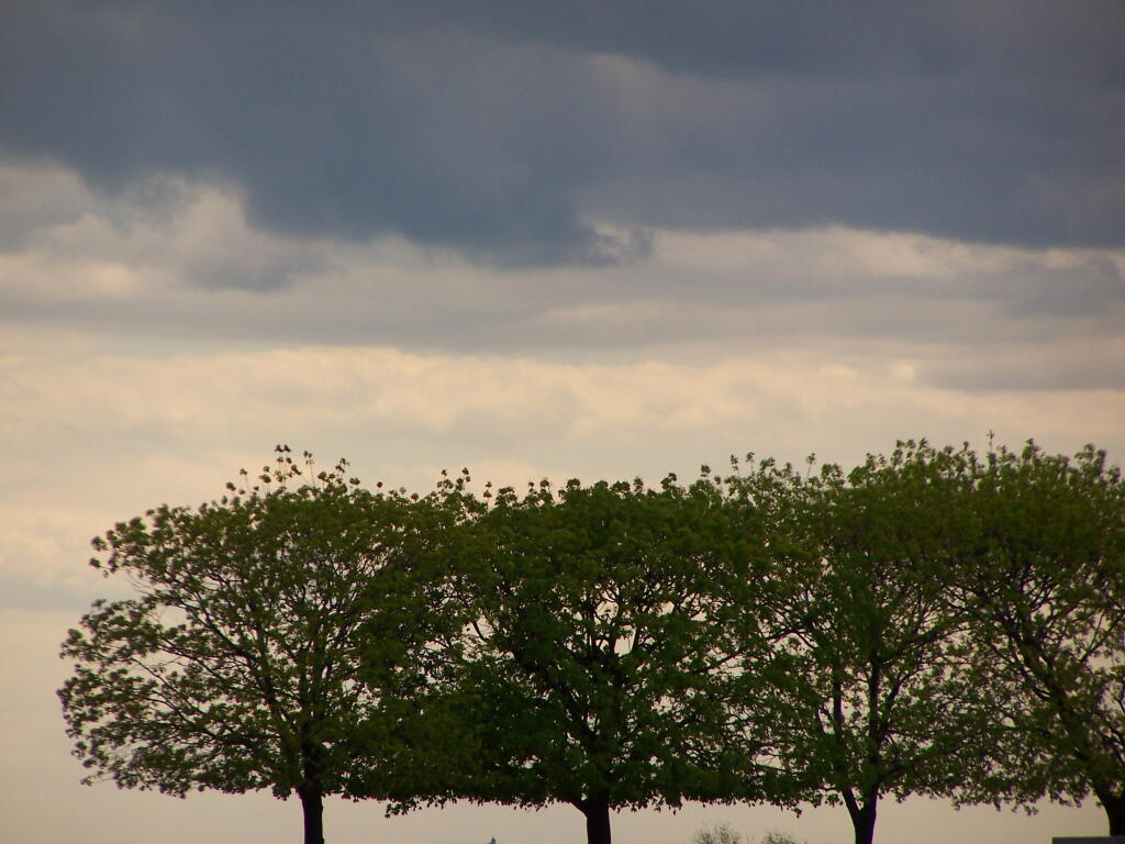 Photo: Line of Trees Photo: Line of Trees