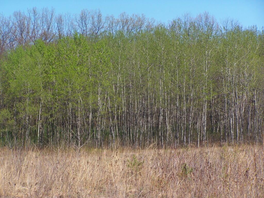Photo: Green Birch Along Restoration Area