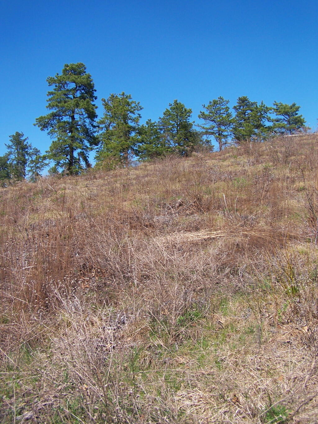 Photo: Looking Up Blueberry Hill