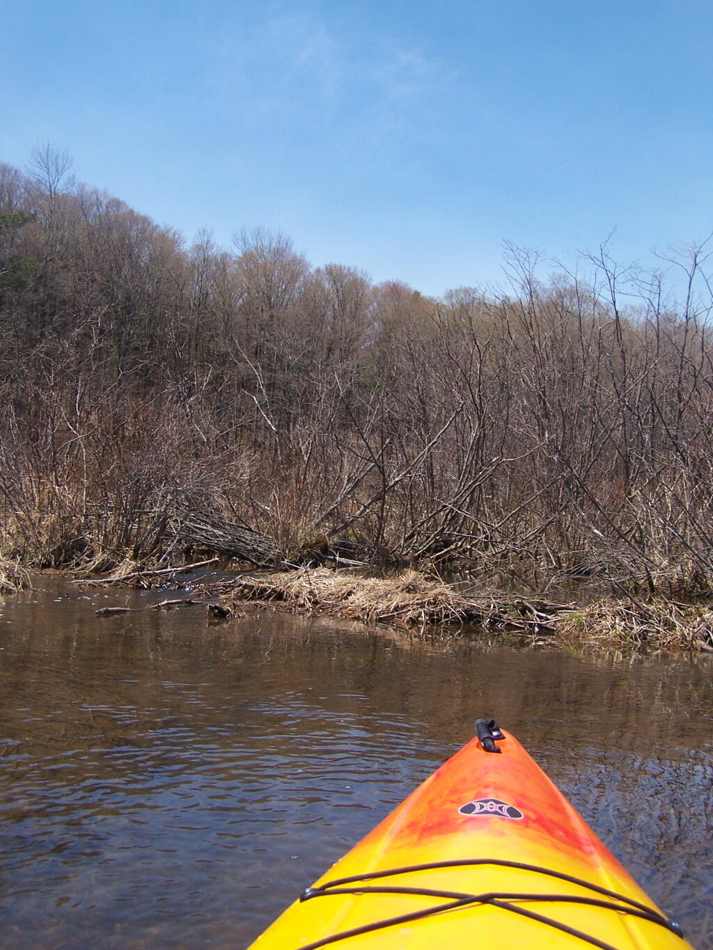 Photo: Swampy End of Tubbs Pond Photo: Swampy End of Tubbs Pond