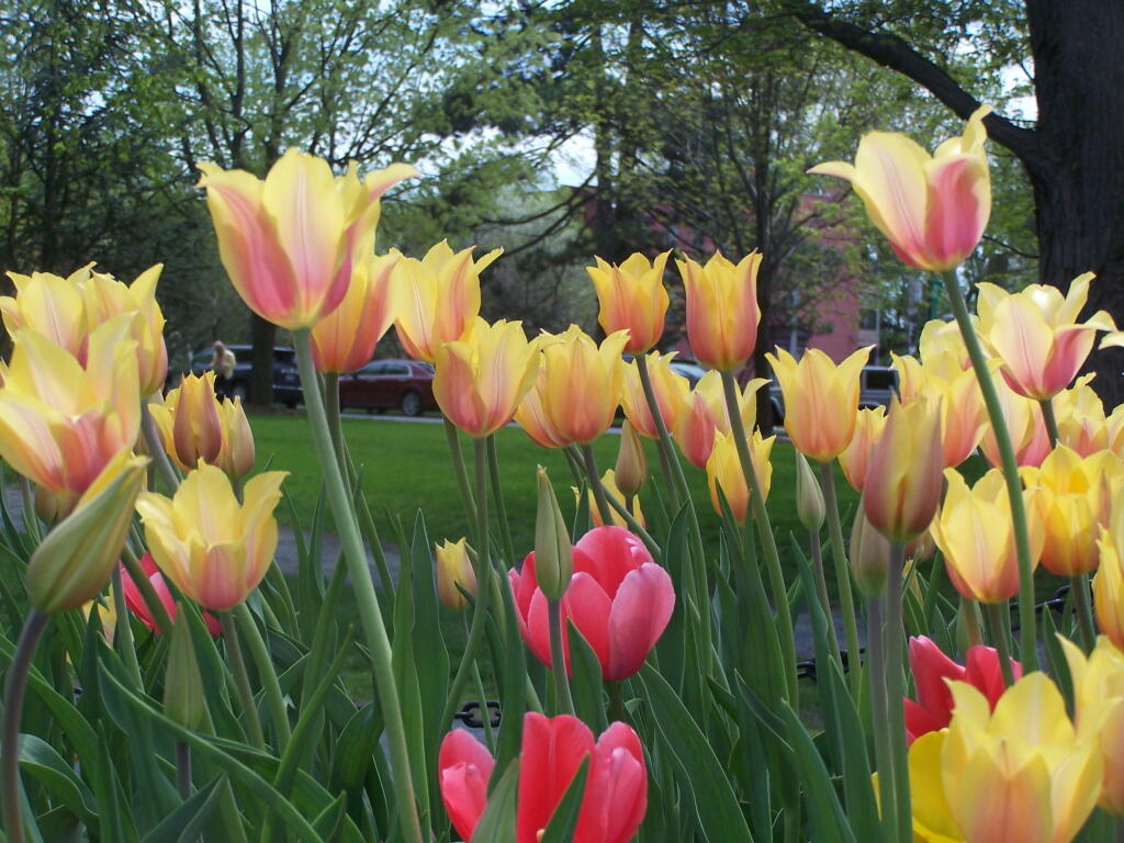 Photo: Tulips