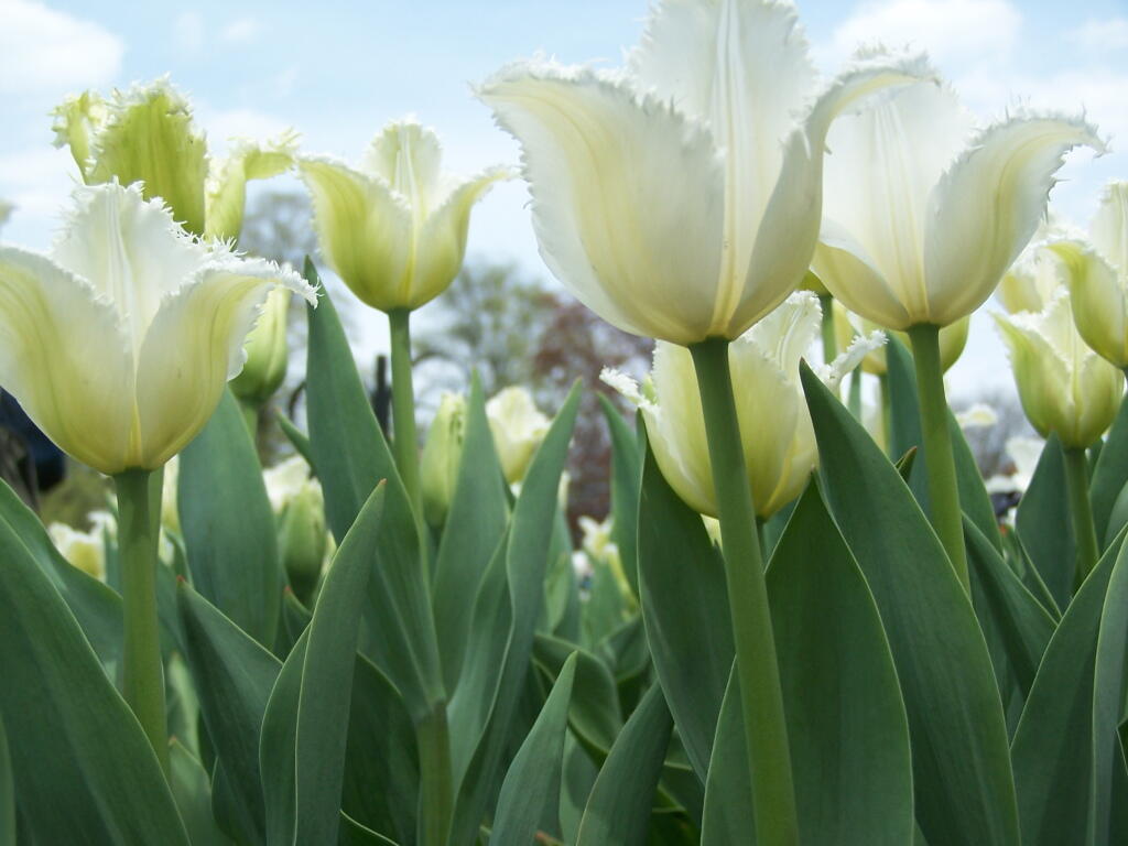 Photo: White Tulips Photo: White Tulips