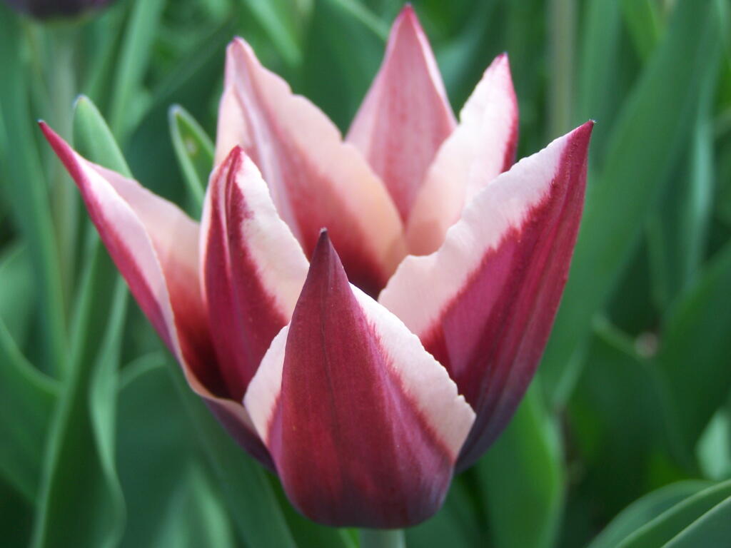 Photo: Red and White Tulips Photo: Red and White Tulips