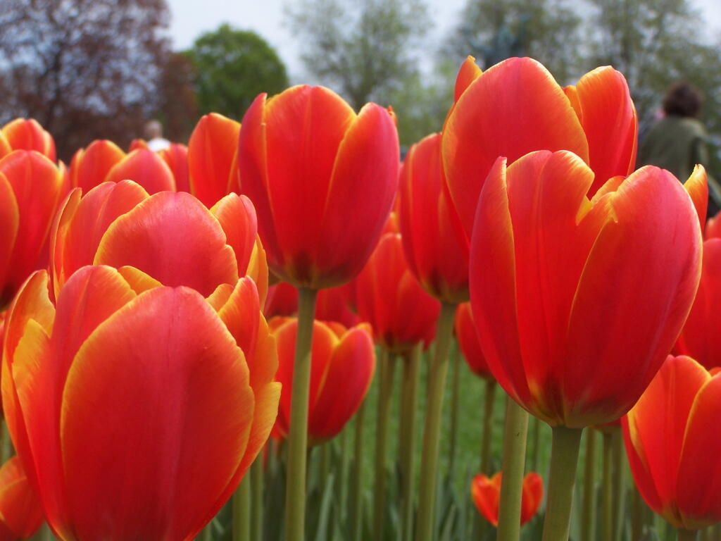 Photo: Red and Yellow Tulips Photo: Red and Yellow Tulips