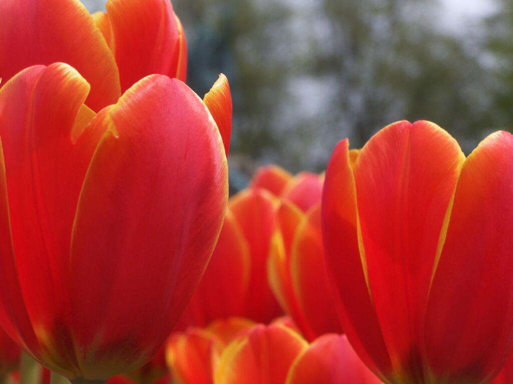 Photo: Another Views of Red and Yellow Tulips
