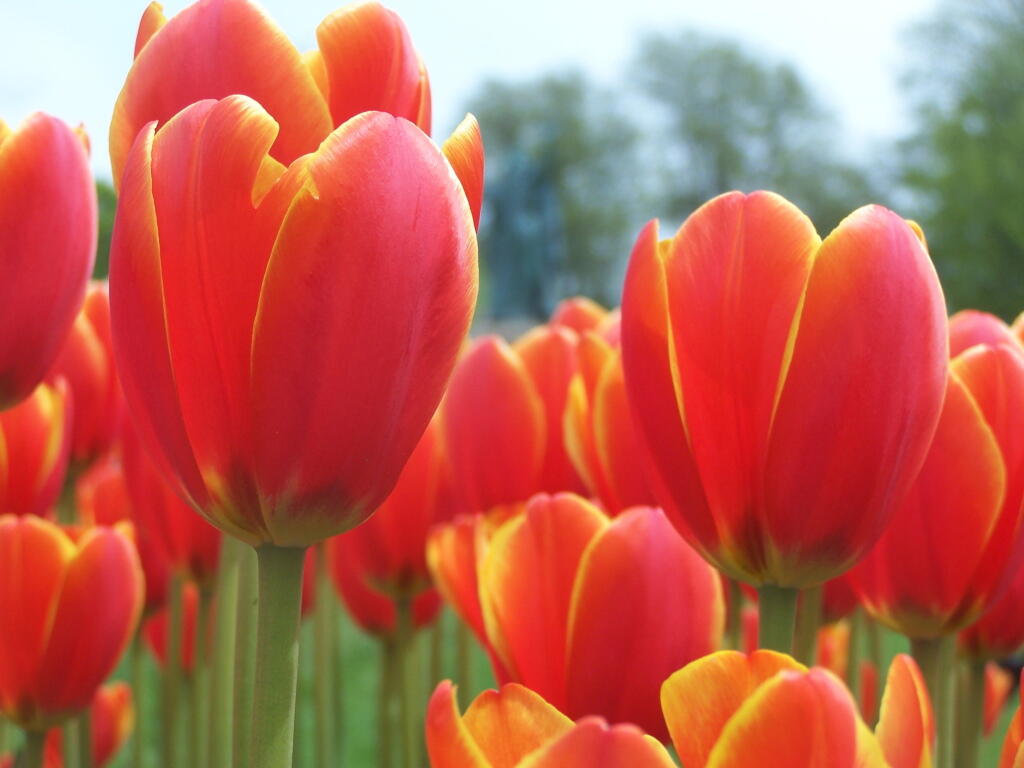 Photo: Red and Yellow Tulips Photo: Red and Yellow Tulips