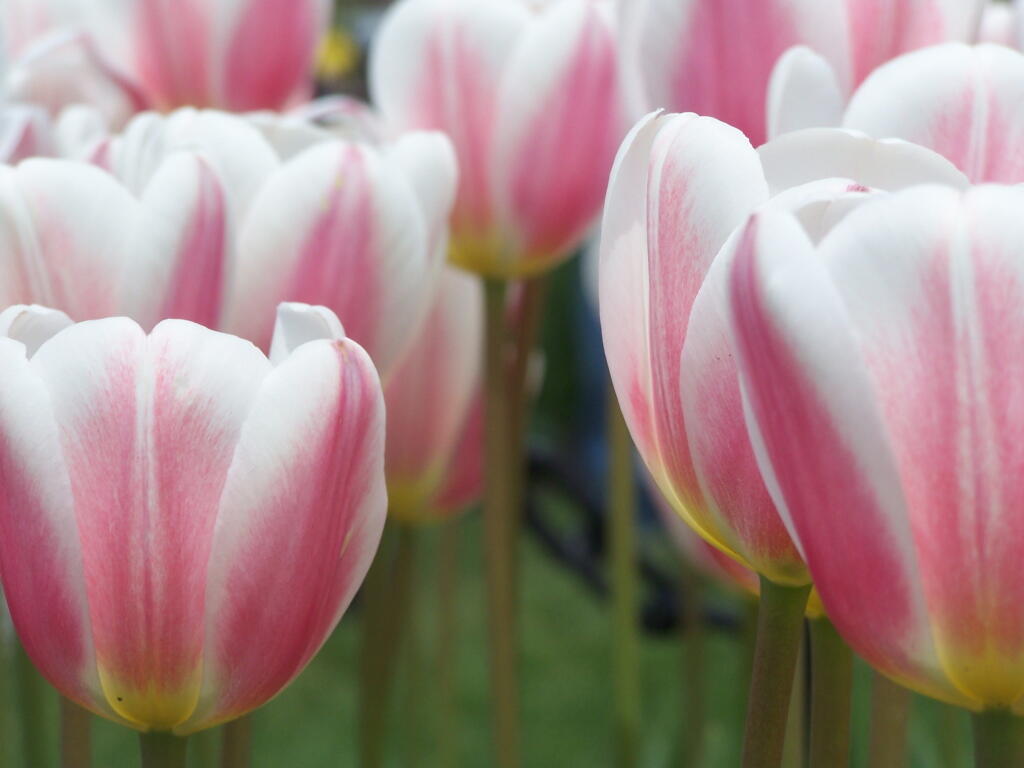 Photo: Pink and White Tulips Photo: Pink and White Tulips