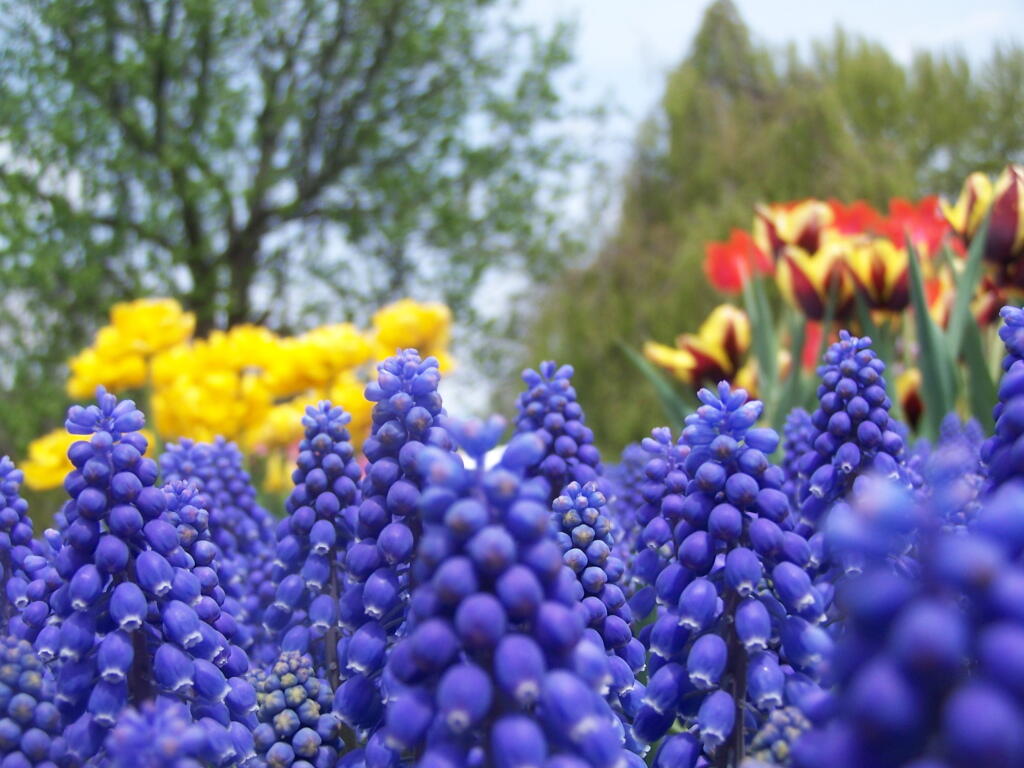 Photo: Grape Hyacinth Photo: Grape Hyacinth